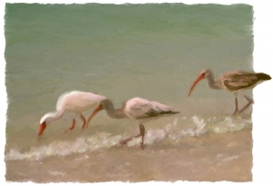 Shore Birds